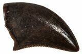 Serrated, Dromaeosaurid Theropod (Acheroraptor?) Tooth - Montana #341078-1